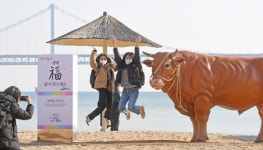 광안리에 설치된 새해맞이 소 조형물