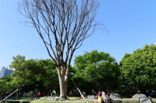 BRT공사로 옮겨심은 70살 느티나무, 1년6개월 만에 끝내 고사…10일 제거