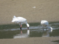 경남 마산만 봉암갯벌서 멸종위기 야생생물 ‘저어새’ 서식 확인