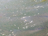 낙동강 물 끌어와 흘려 보냈는데도…학장천 또 물고기 집단 폐사