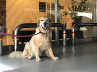 반려견과 호텔서 ‘늦캉스’ 즐기세요