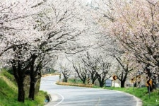 금산사·청도리길 벚꽃터널 환상적