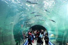 [미리 보는 전시관] ② 아쿠아리움·해양생물관