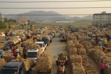 고흥 마늘산지 경매장, 농민소득증대 기여