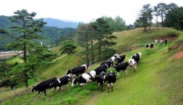 전남발 축산혁명 동물복지 농장