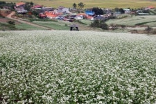 ‘천년학’ 촬영지에 핀 메밀꽃