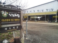 체험 관광객 年 1만명·수억대 소득 … 무안 ‘파도목장의 기적’