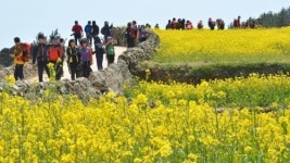청산도의 노란 봄