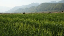 파릇파릇한 구례 우리밀밭