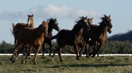 새해는 거침없는 말처럼