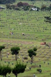 유족 두번 울린 광주시 묘지관리 횡포