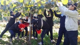 보성경찰서, 참다래 농장 일손 도와