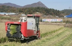 고흥군 전국 첫 벼 2기작 노지재배 성공