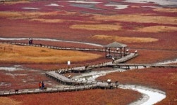 증도 태평염전의 칠면초, 느림의 섬 가을도 느리게 가네 …