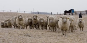 양띠 해, 양들의 행진