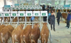 순창 순정축협 전자경매 가축시장 개장 … 속도·가격 투명성 ↑