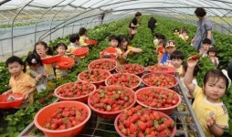 “딸기 수확 체험학습 신나요”