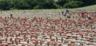 신안 양파 수확 한창