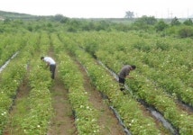 국내 첫 육지면 재배지 목포 고하도가 뜬다