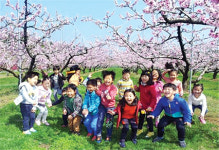 순천명품 월등 복숭아꽃 보러 오세요