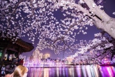 벚꽃 아래 음악분수 … 운천저수지의 봄