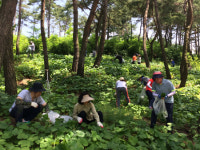 남원 곤달비 농가 일손 돕기