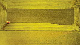 시름 한가득 … 풍년들녘 가을걷이