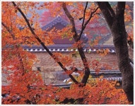 붉게 물든 불갑사 … 단풍길 산책하면 몸도 마음도 힐링