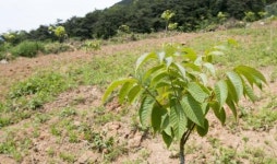 [순천 문성 옻나무 숲(문성마을회)] 적막한 고령마을 옻나무로 생기 찾는다