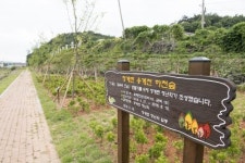 [숲속의 전남] 무안군 청계면 용계천 숲(청계면청년회)