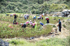 [숲속의 전남] 고흥 시산도 신기한 꽃섬 만들기 (시산마을회)