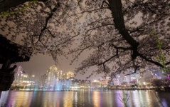 밤 벚꽃 아래 분수쇼 … 운천저수지의 봄