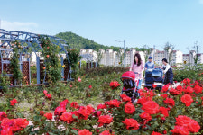 웅천 이순신공원 장미 만발