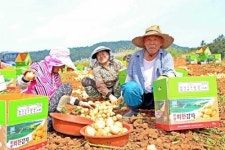 득량만 해풍 품은 보성 ‘수미’ 햇감자 본격 수확