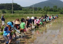 광주동초교 충효분교 농사 체험“가뭄 때 농부 마음 알 것 같아요”