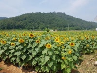 고흥 풍양 율치마을 2만4000㎡ 해바라기 물결