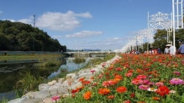 장성 황룡강 ‘노란꽃잔치’