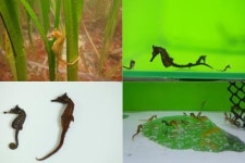 완도서 세계 최초 발견 소안해마 인공증식 성공