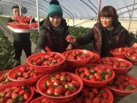 “상큼 달콤 지산딸기 출하요∼”