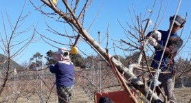 “복숭아 주렁주렁 열리길”
