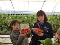곡성 대신정보화마을 딸기따기 체험 인기