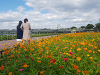 장성 ‘황룡강 노란꽃잔치’ 12~28일