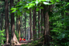 장성 축령산에 모노레일·하늘다리 놓는다