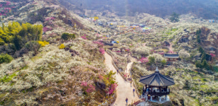 매화마을의 봄 … 꽃길을 걷다