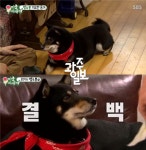 ‘미운우리새끼’ 배정남 집 찾아온 춘뽕 견종은?