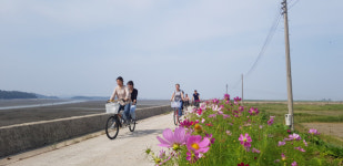영광 설도항 코스모스길 자전거 여행 떠나요