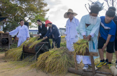 용전마을 들녘서 탈곡 체험