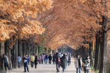 메타세쿼이아길의 막바지 가을