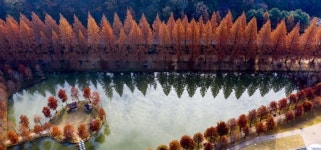 갈색으로 변한 담양 메타세콰이아길