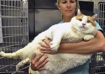 가장 뚱뚱한 고양이, 보통 고양이 4배 덩치 죽음의 다이어트 돌입